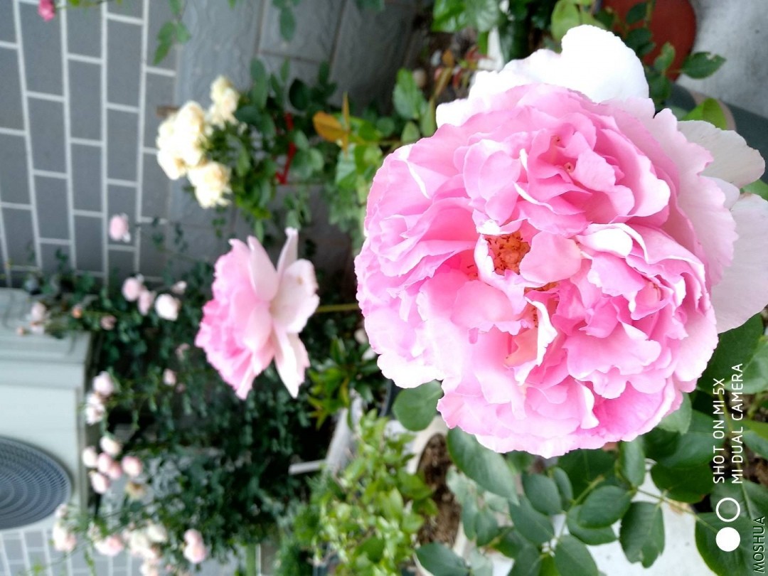 IMG_20180504_162334_HDR.jpg