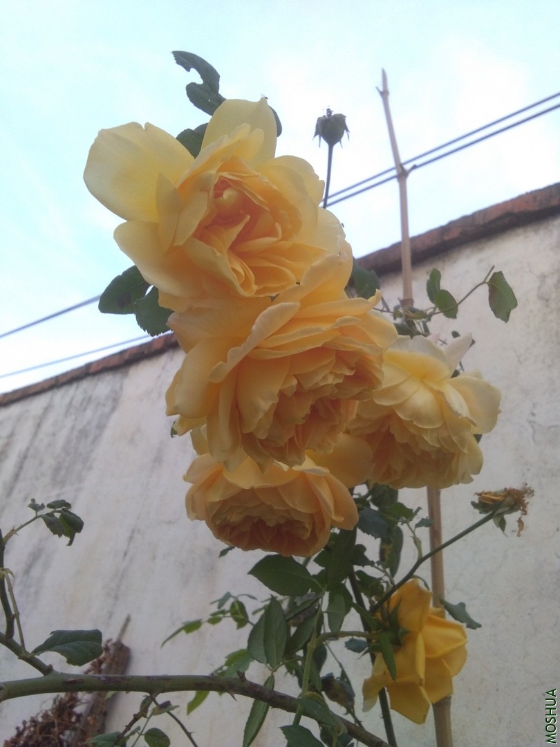 IMG_20191122_165719.jpg