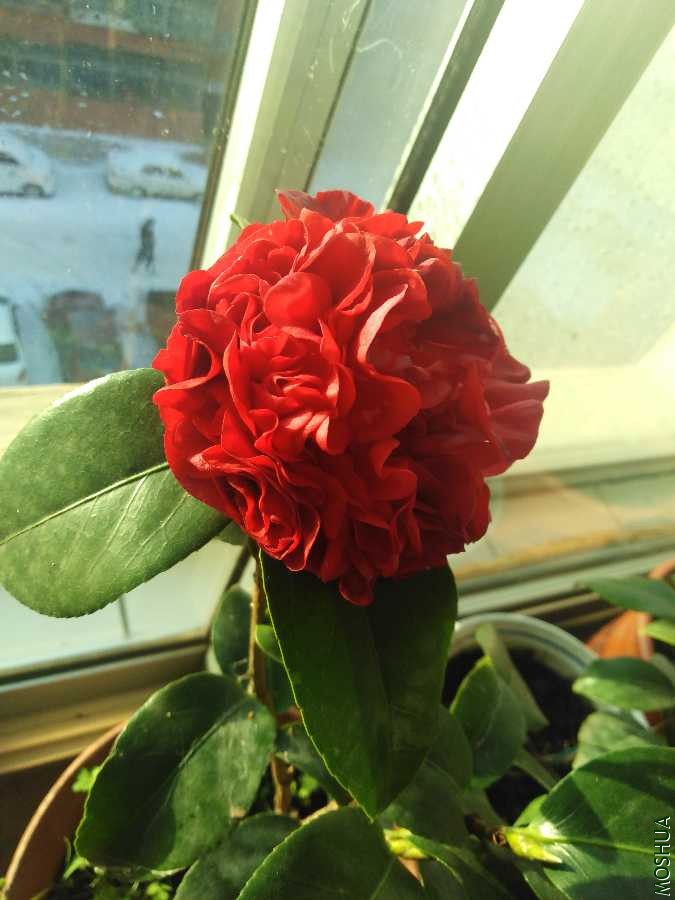 IMG_20191202_080754.jpg