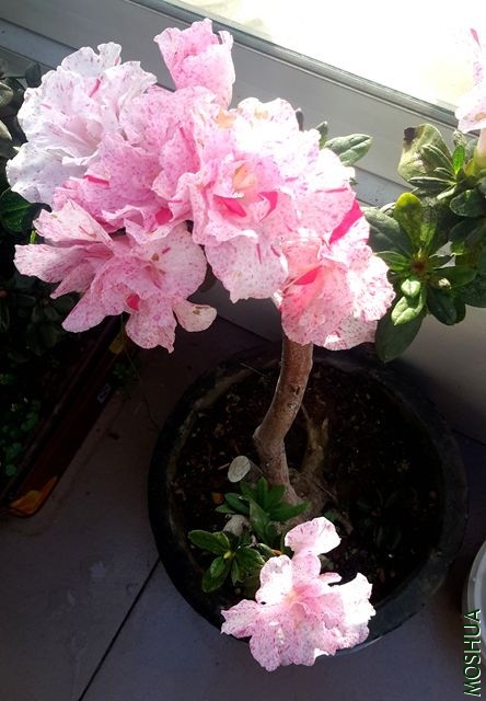 20191212_083150_����.jpg