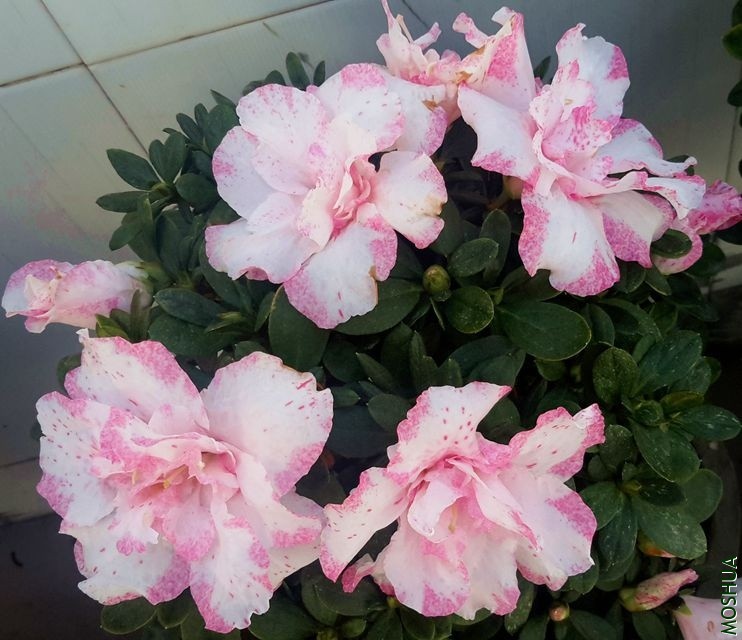 20191212_083209_����.jpg