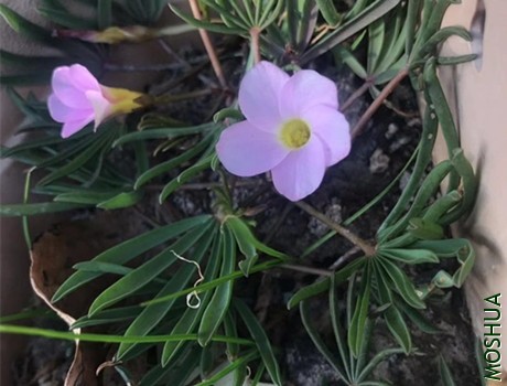 parpam pink_����.jpg