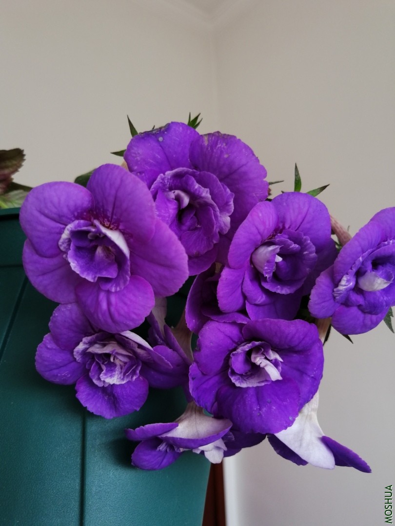 IMG_20191102_095047.jpg