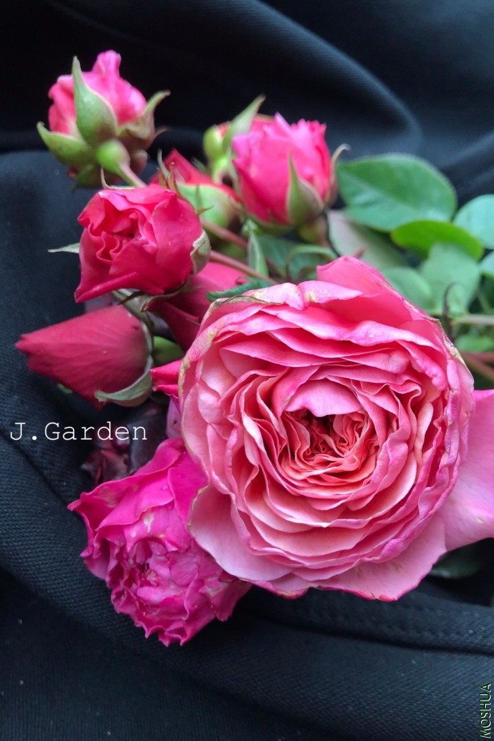 Ī��˹����