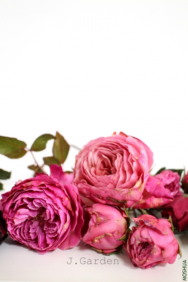 ����ߵ��ǽ��ɣ��ұ�һ����Ī��˹