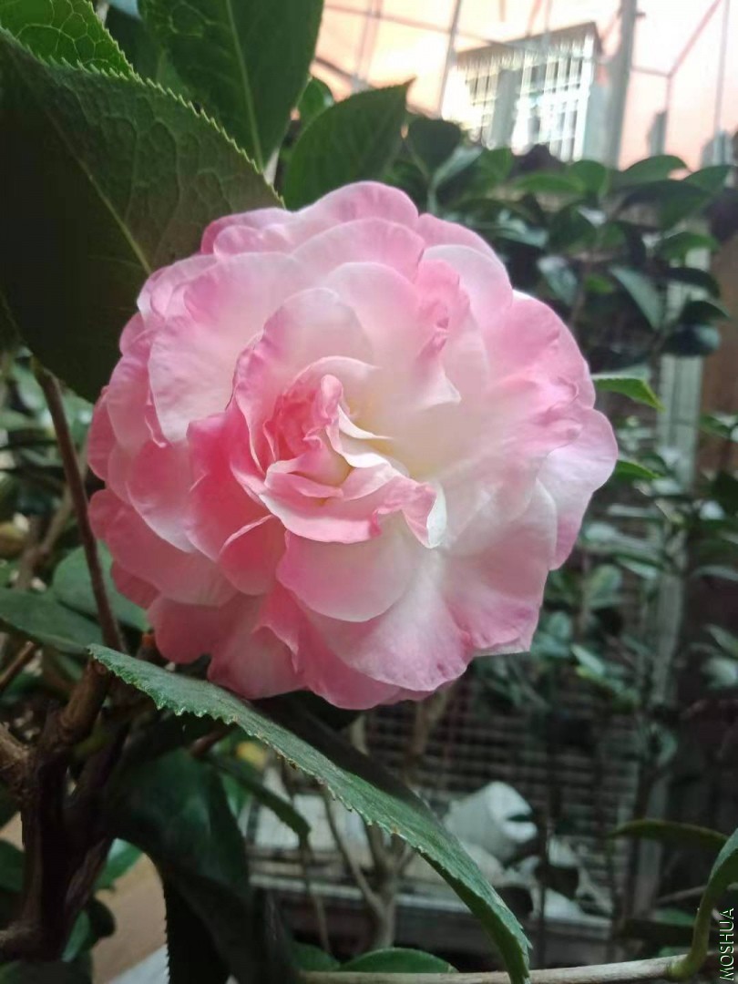 ΢��ͼƬ_20191226210108.jpg