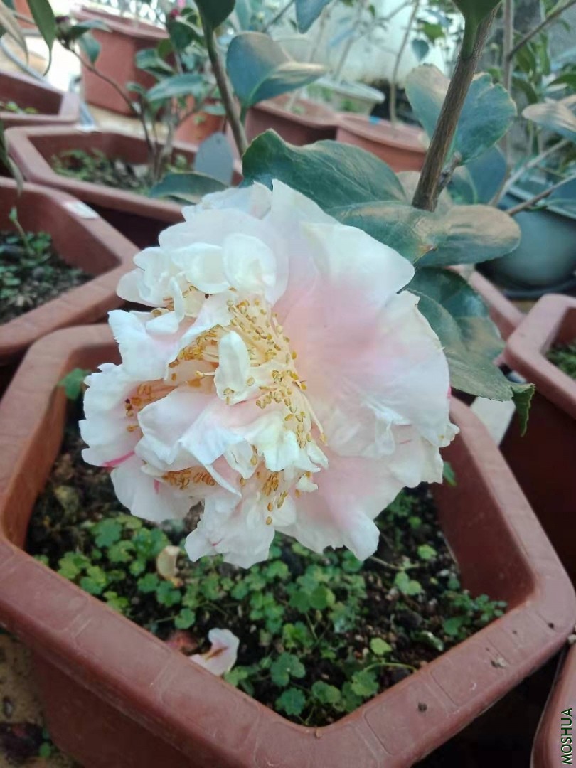 ΢��ͼƬ_20191226204243.jpg