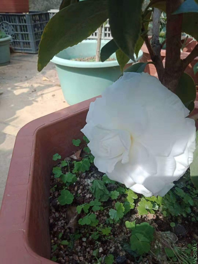 ΢��ͼƬ_20191226214332.jpg