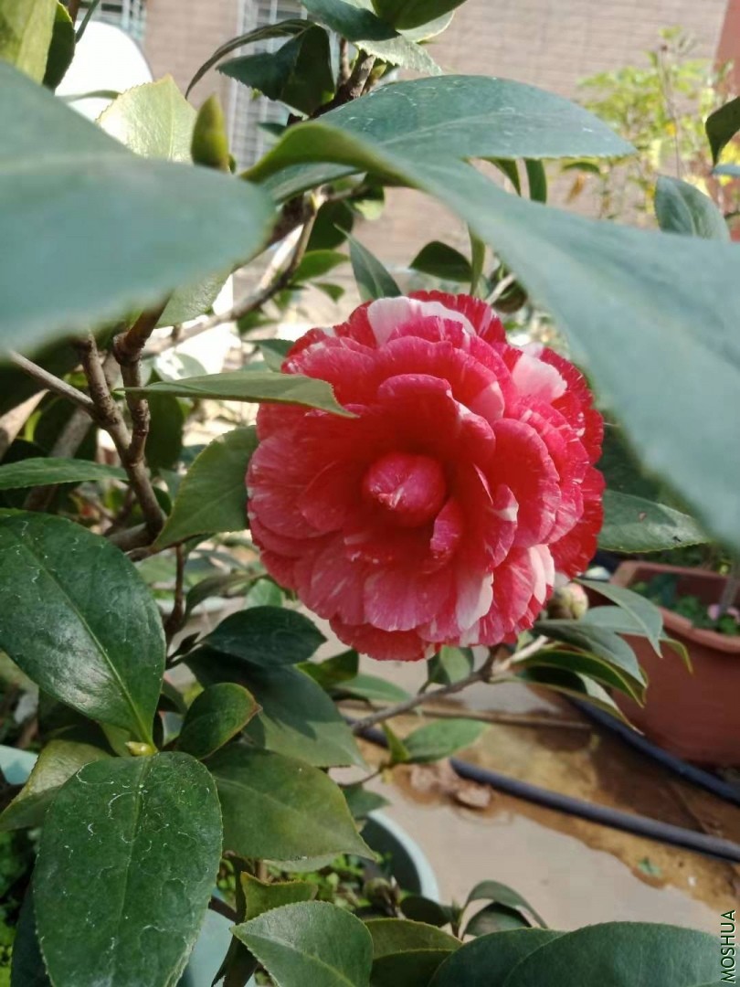 ΢��ͼƬ_20191226214500.jpg