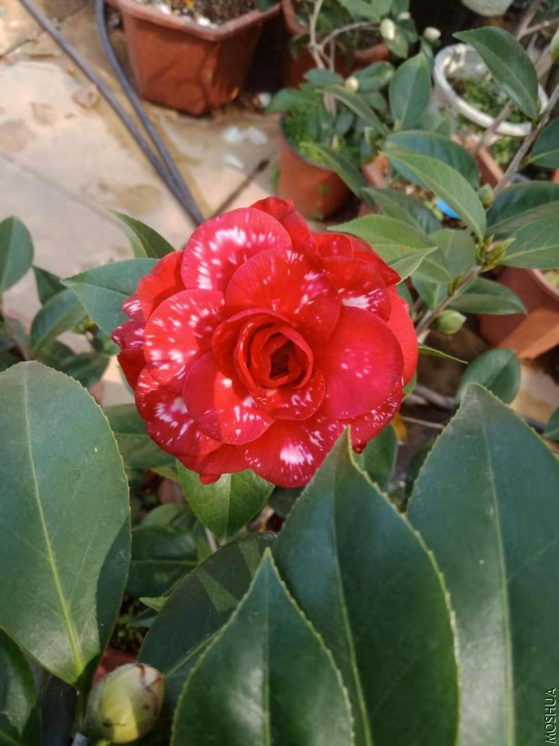 ΢��ͼƬ_20191226214527.jpg