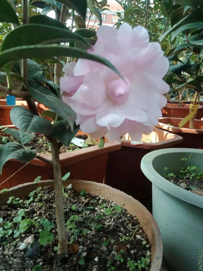 ΢��ͼƬ_20191226214652.jpg