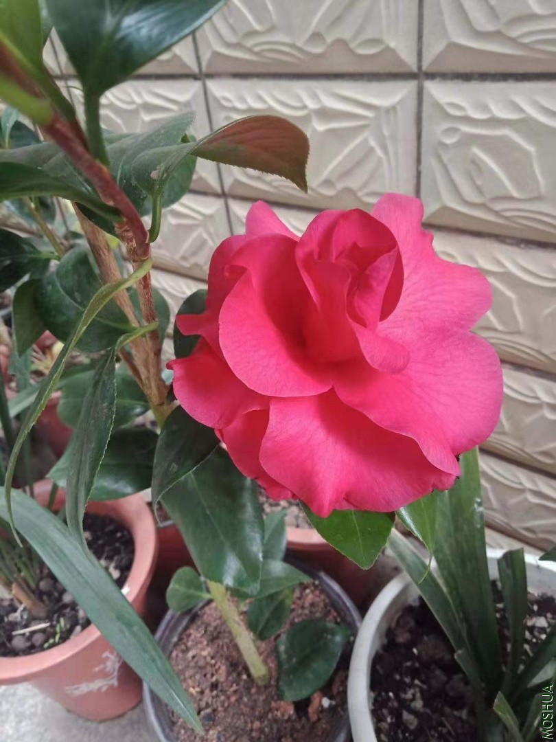 ΢��ͼƬ_20191226214859.jpg