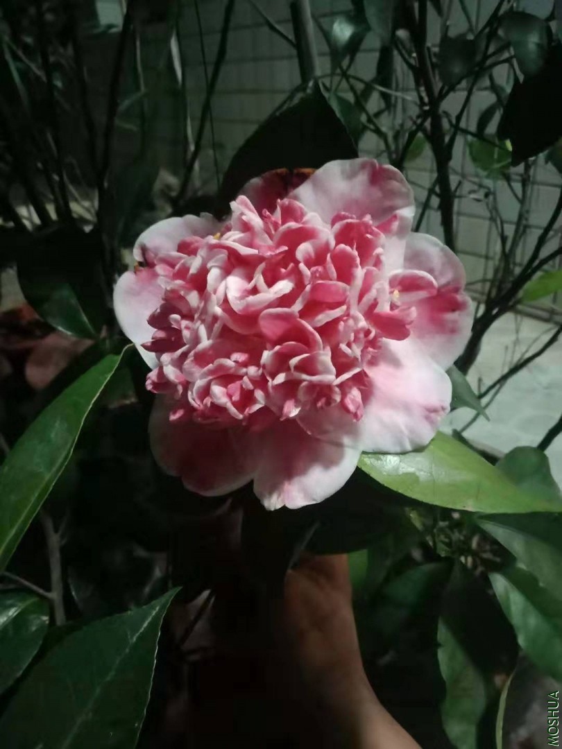 ΢��ͼƬ_20191226215146.jpg