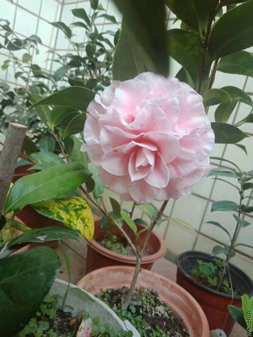 ΢��ͼƬ_20191226215221.jpg