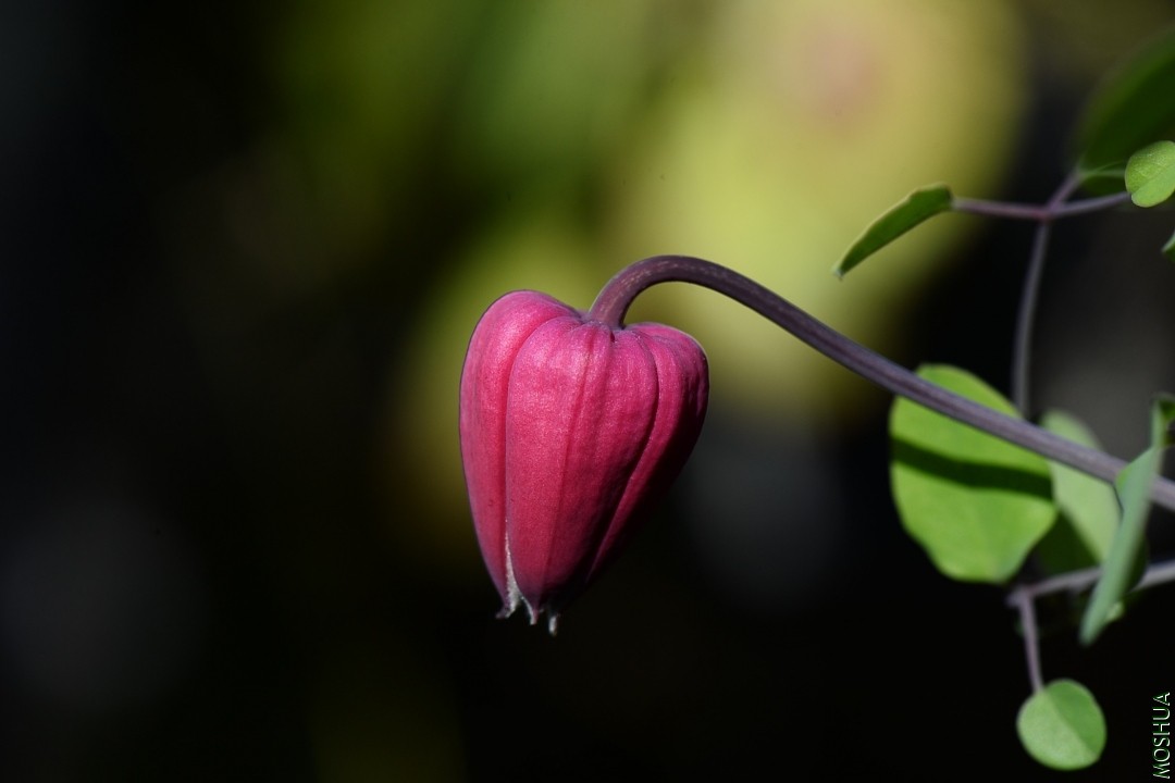 DSC_7808.JPG