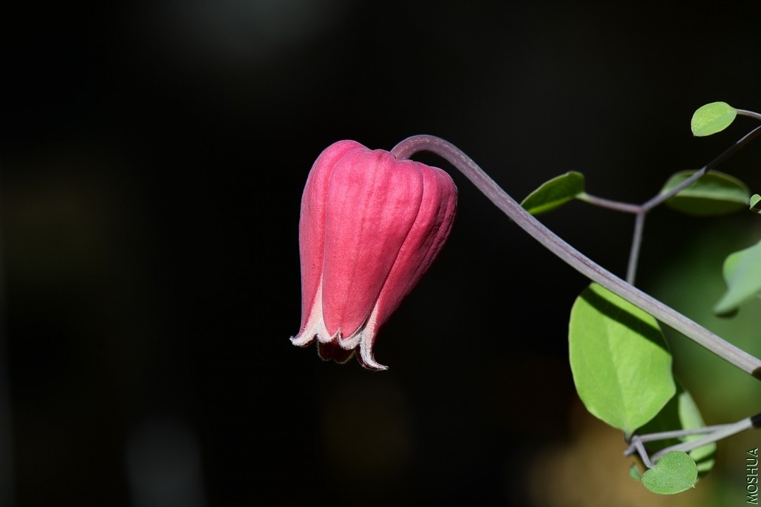 DSC_7822.JPG