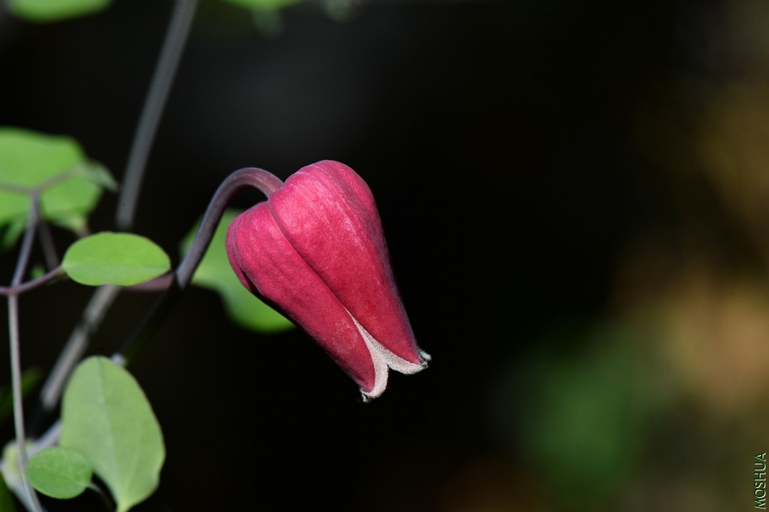 DSC_7831.JPG