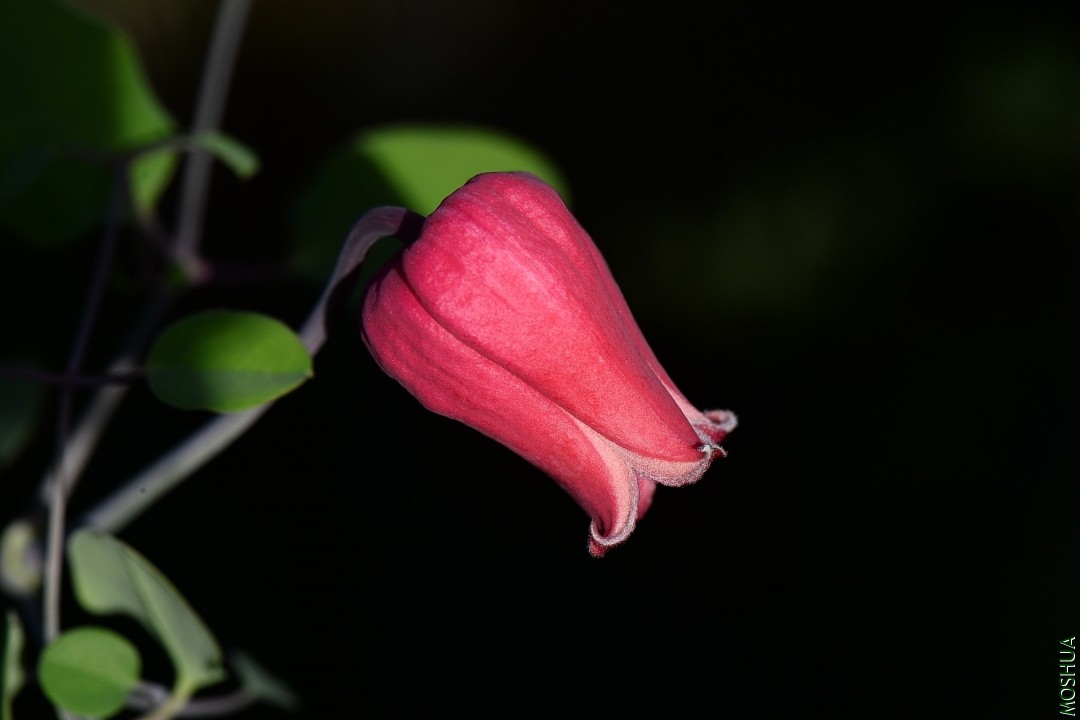 DSC_7858.JPG