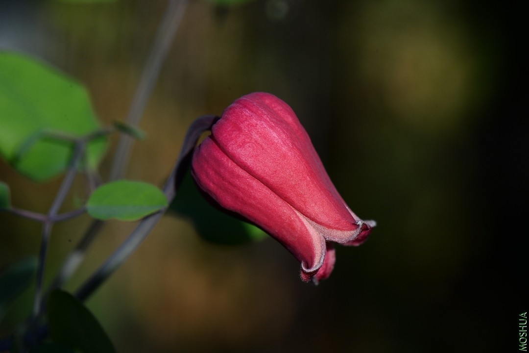 DSC_7870.JPG