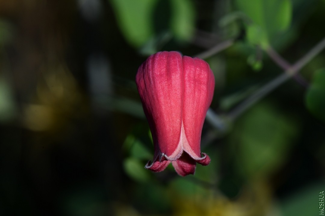 DSC_7874.JPG