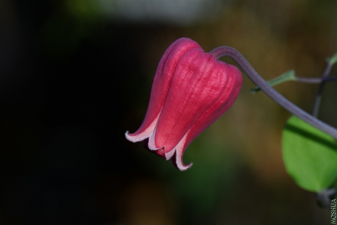 DSC_7886.JPG