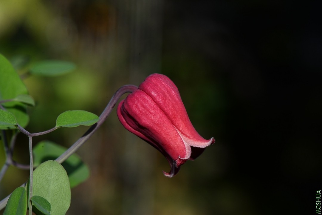DSC_8002.JPG