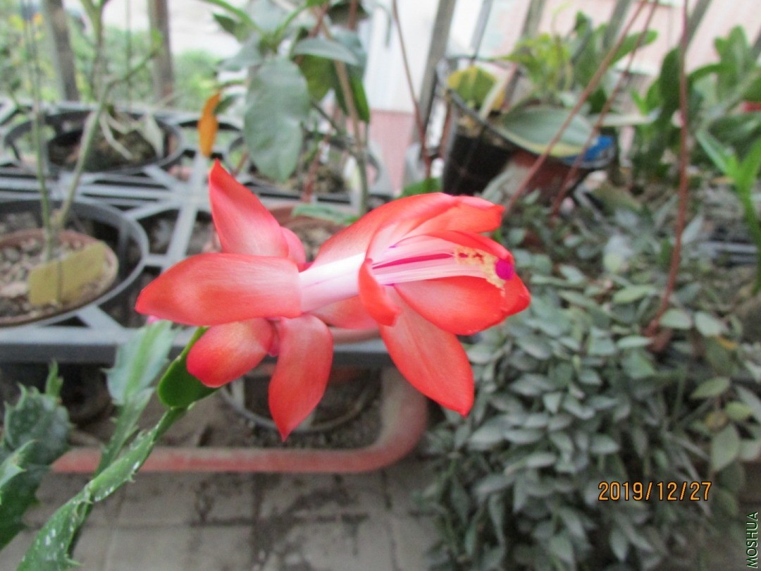 IMG_5914.JPG