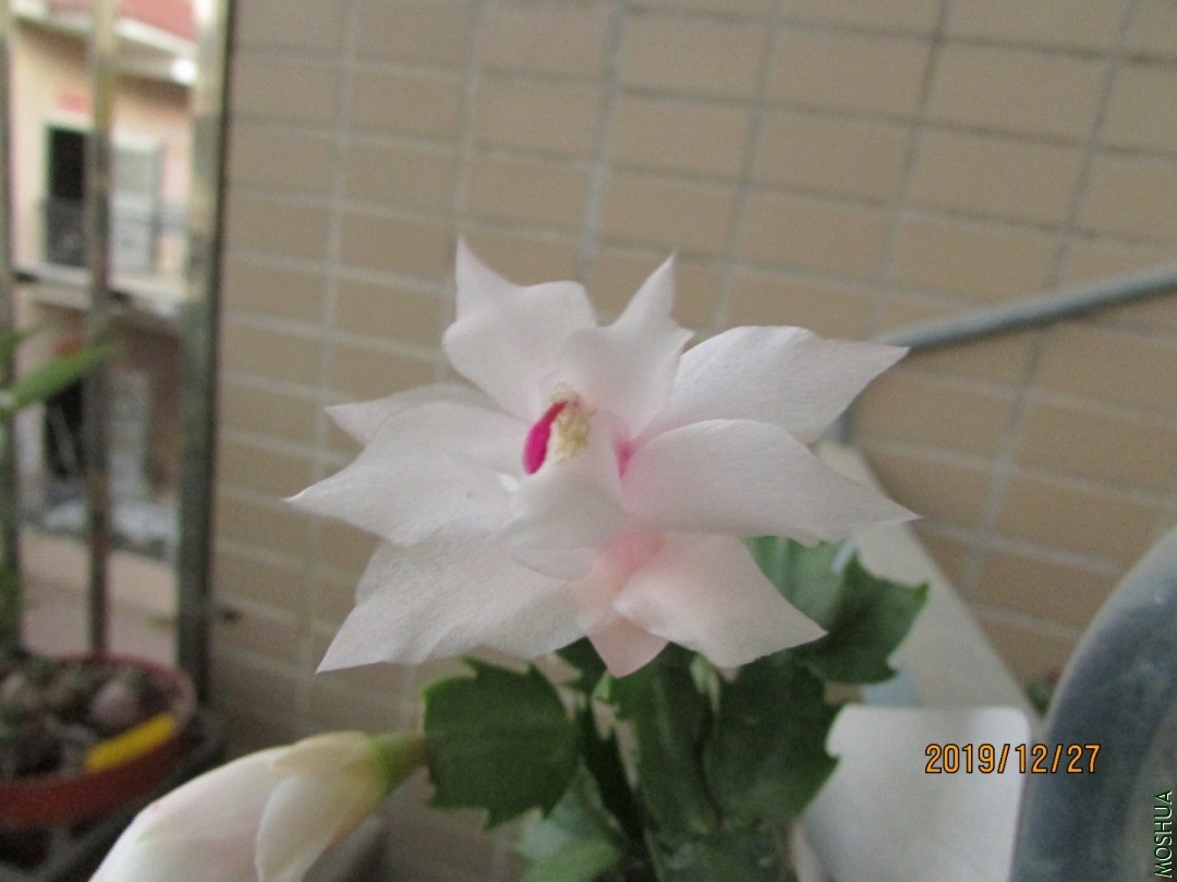 IMG_5926.JPG