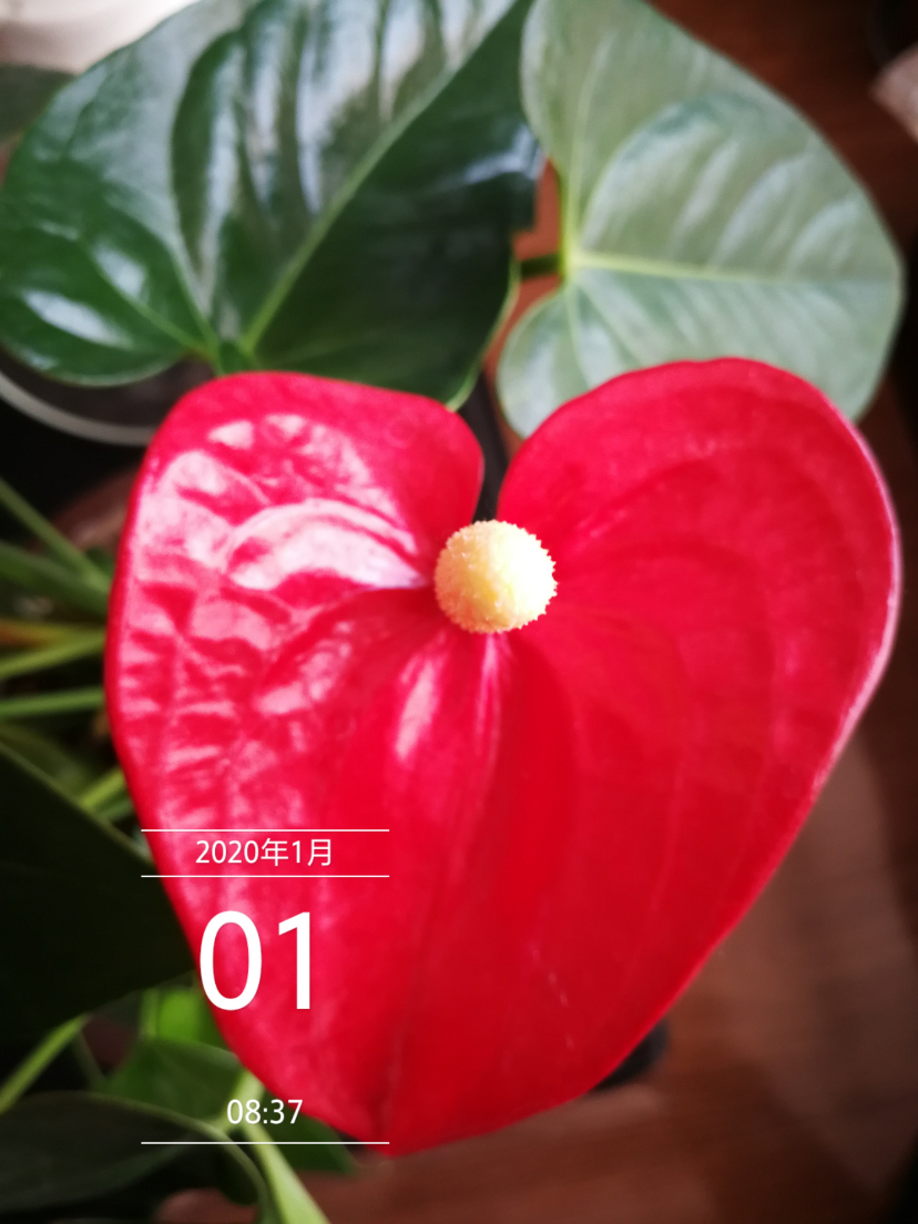 IMG_20200101_083713.jpg