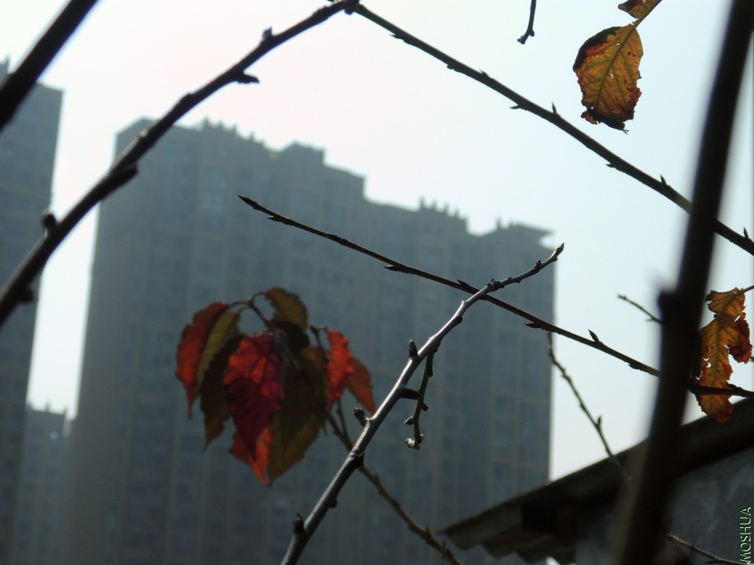 DSCI8318.JPG