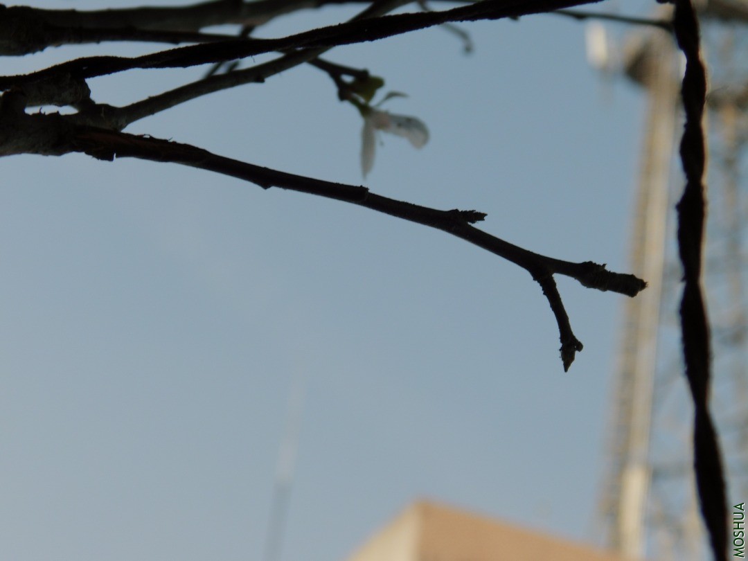 DSCI8324.JPG