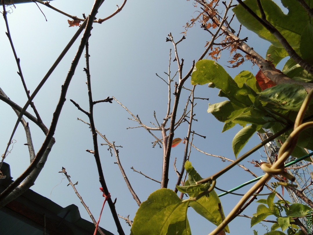 DSCI8329.JPG