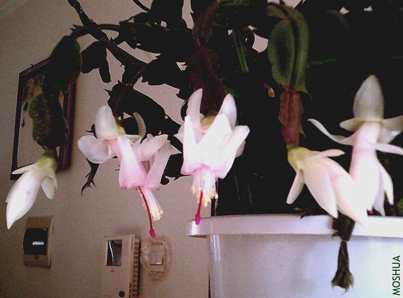 DSCF0001 (2)_����.jpg