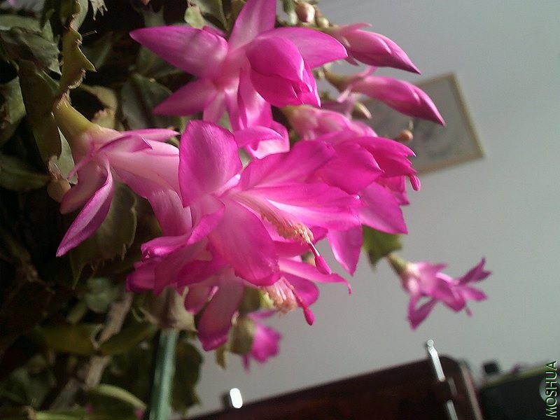 DSCF0002 (2)_����.jpg