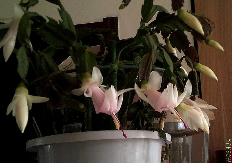 DSCF0003 (2)_����.jpg