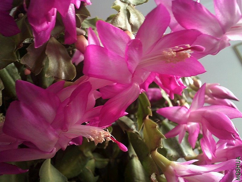 DSCF0003 (3)_����.jpg