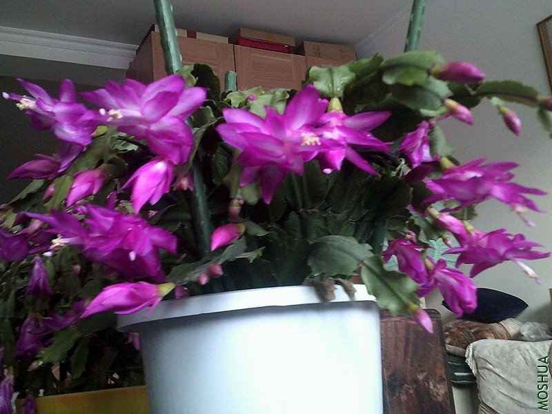 DSCF0003 (4)_����.jpg