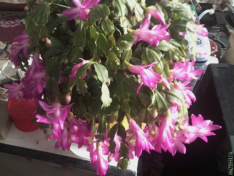 DSCF0005 (3)_����.jpg