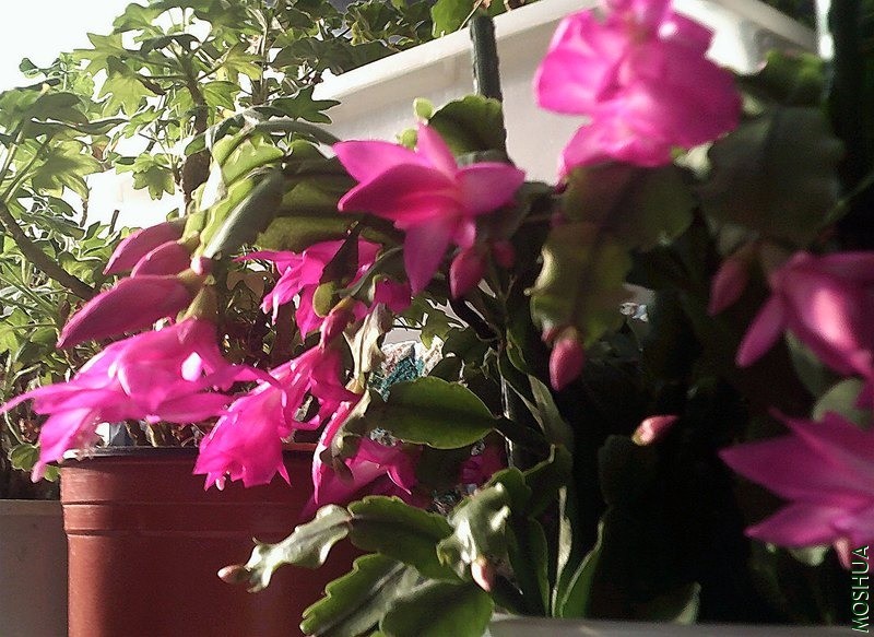 DSCF0006 (4)_����.jpg