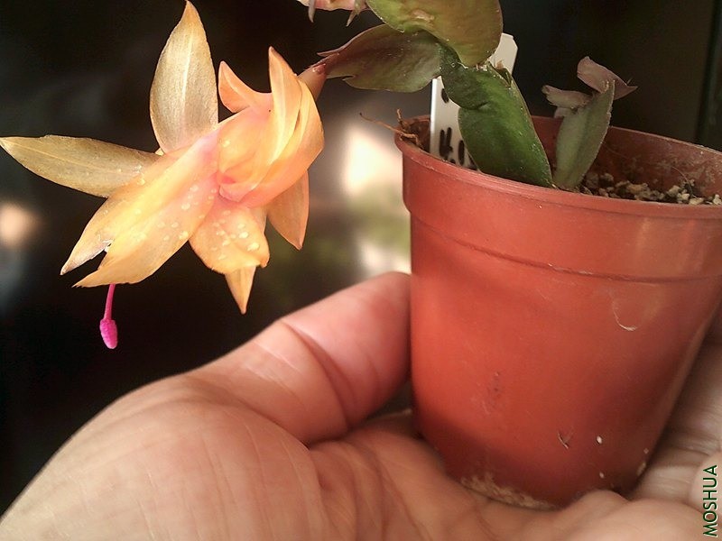 DSCF0013_����.jpg