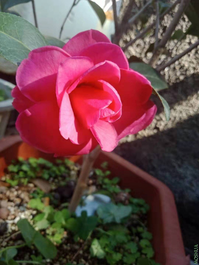 ΢��ͼƬ_20200105005250.jpg