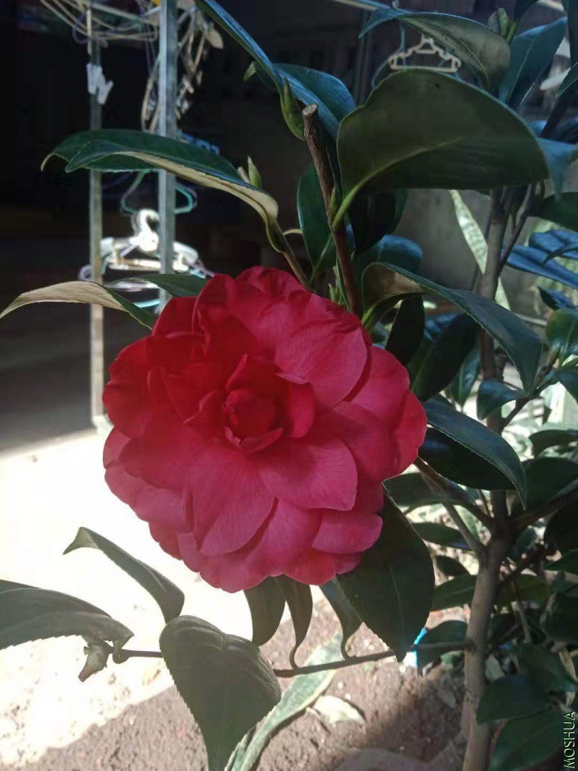 ΢��ͼƬ_20200105005311.jpg