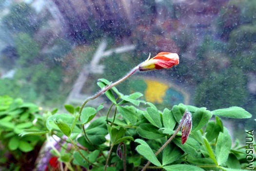 high orange_����.jpg