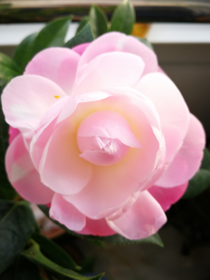 IMG_20200116_153718.jpg