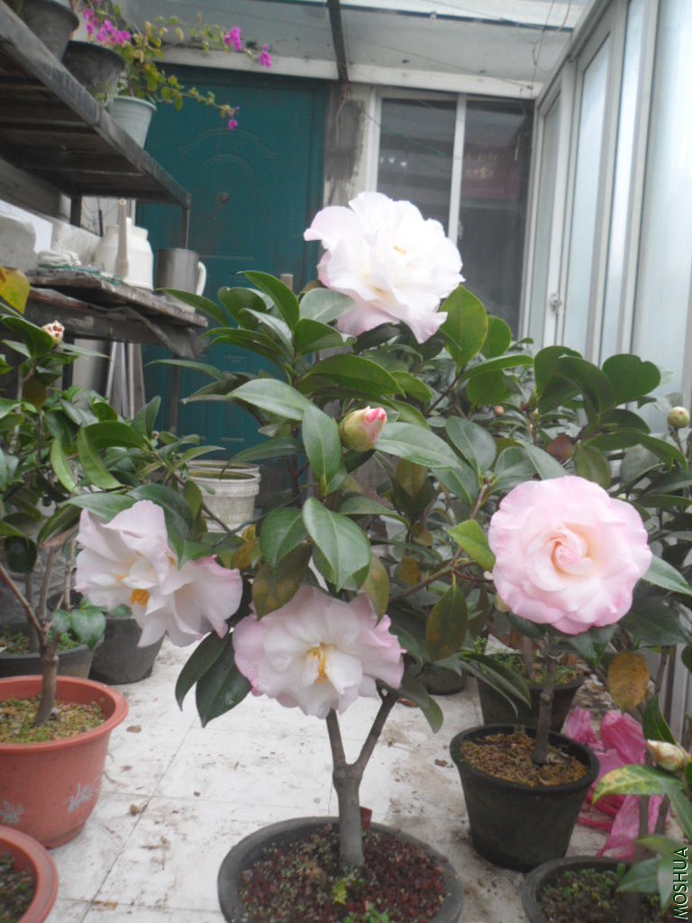 SAM_6768ʢ��������.JPG
