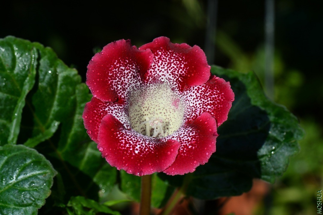 DSC_9046--.JPG