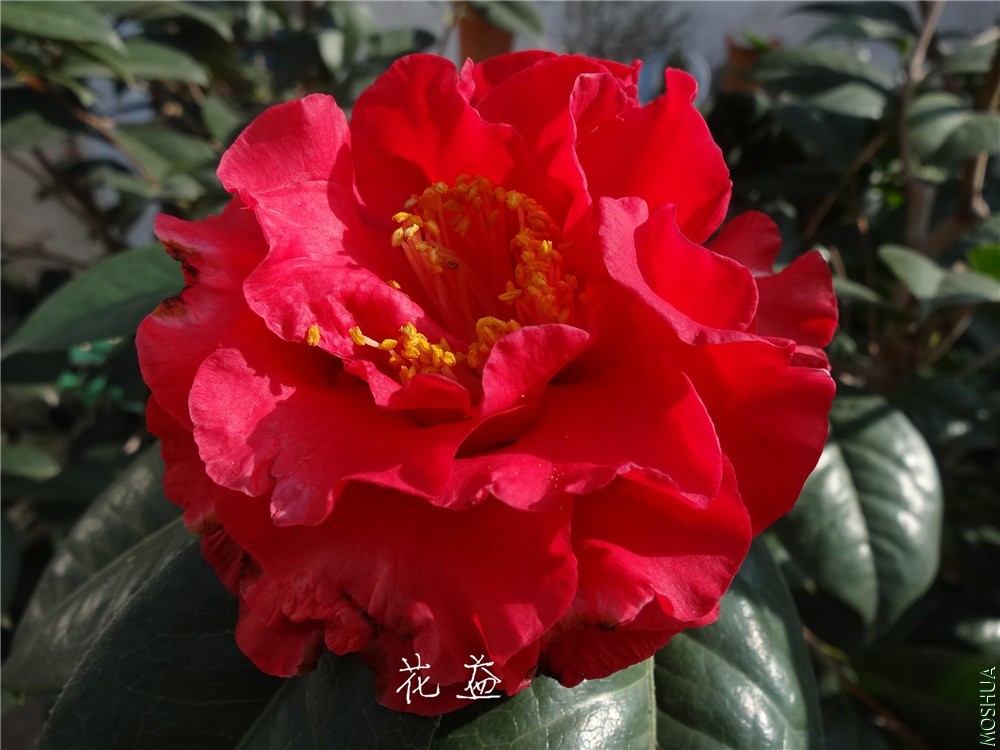 DSC04526.jpg