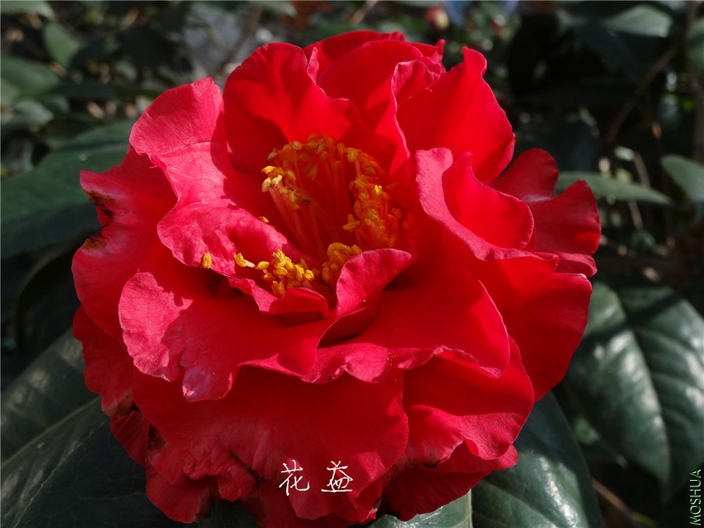 DSC04527.jpg