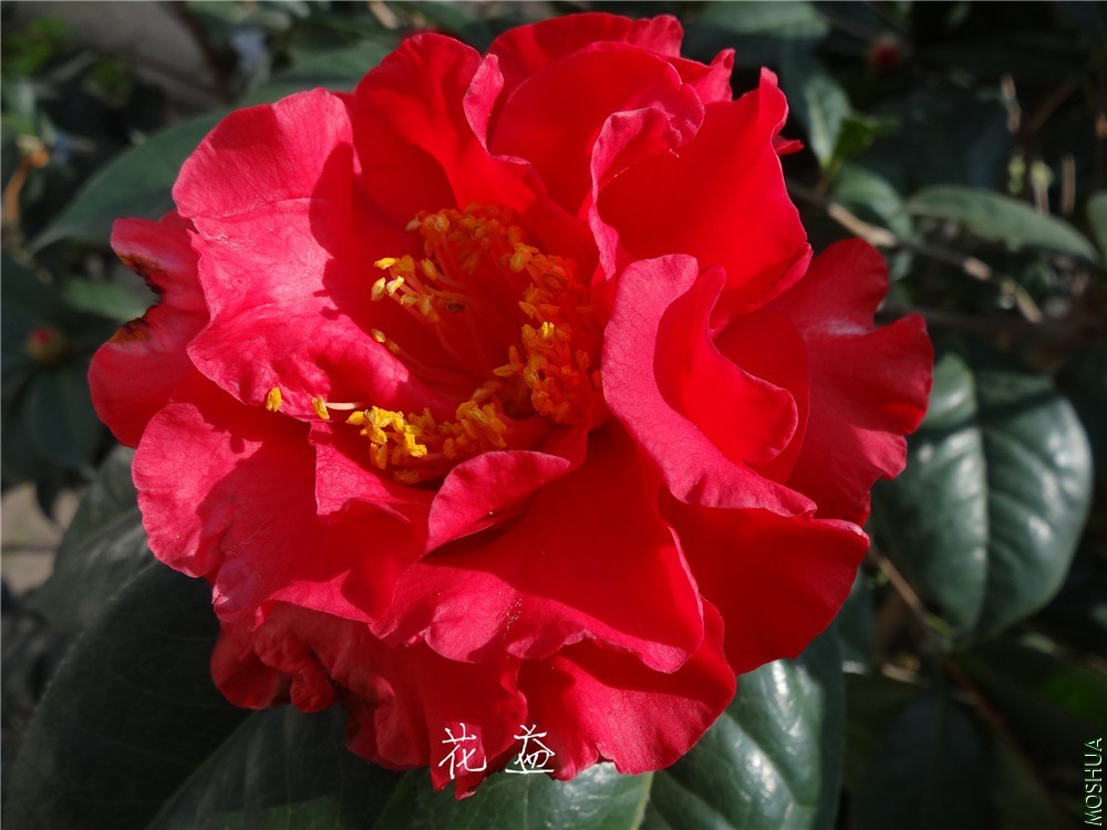 DSC04528.jpg