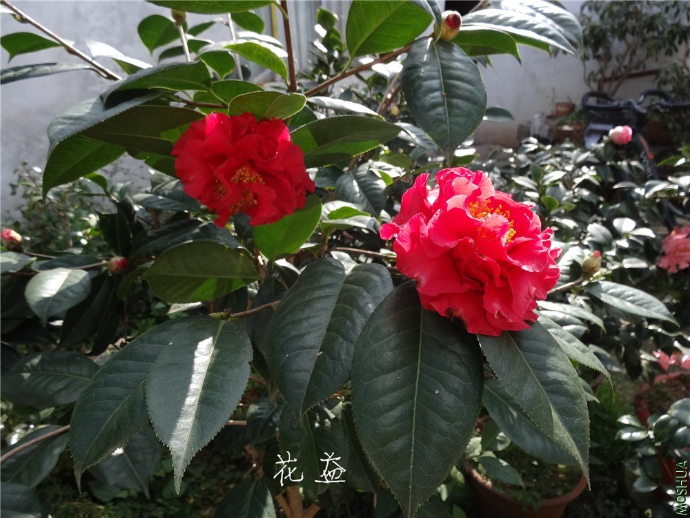 DSC04529.jpg